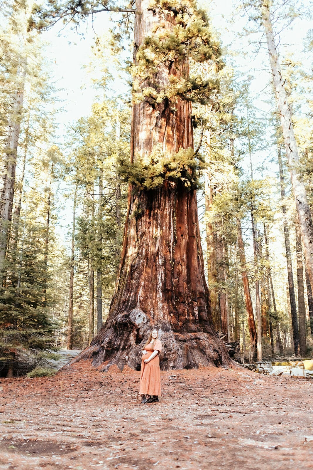 Maternity session in calaveras big trees